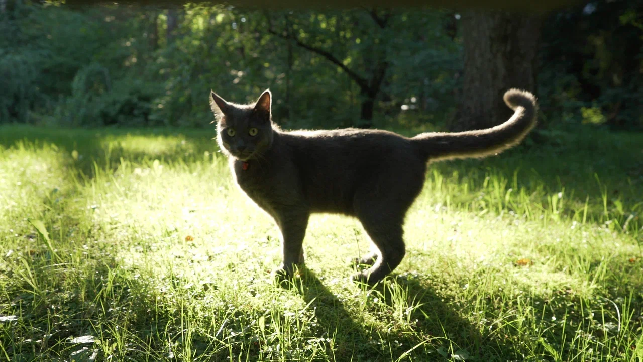 Dymok, the dacha cat, on the set